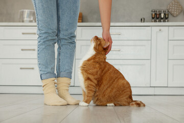 Poster - Woman petting cute cat in kitchen at home, closeup