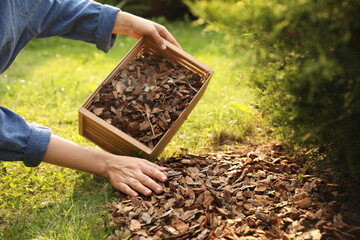 Wall Mural - Woman mulching soil with bark chips in garden, closeup