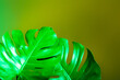 Leinwandbild Motiv Neon tropical monstera leaves on green background