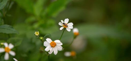 Wall Mural - bee and white flowers in the garden