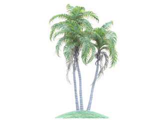 Wall Mural - palm tree isolated