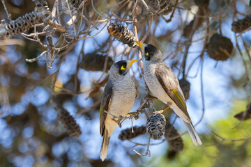 Noisy Miner bird foraging in tree in natural woodland habitat, eastern Australia