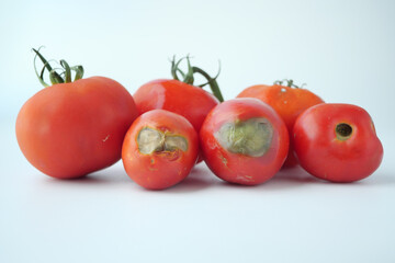 otten tomato isolated on whit background..