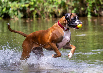 Canvas Print - Boxer Dog playing in the river carrying his ball