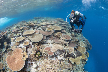 Wall Mural - snorkeling scuba diving in the great barrier reef on a sunny day with clear water ocean