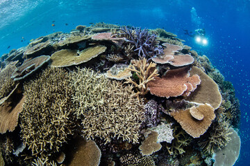 Wall Mural - snorkeling scuba diving in the great barrier reef on a sunny day with clear water ocean