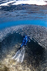 Wall Mural - snorkeling in the great barrier reef in between a school of fish