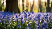 A Beautiful Field Of Bluebells In A Sunlit Forest