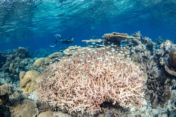 Wall Mural - Snorkeling with beautiful corals in a sunny day in the Great Barrier reef