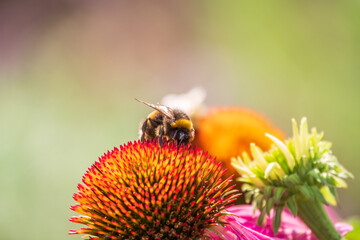 Wall Mural - A closeup shot of a bee collecting pollen on a purple echinacea flower