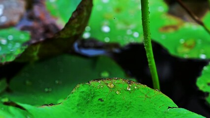 Sticker - Water drops on lotus leaves and lotus flower.