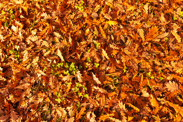 Wall Mural - Fallen leaves from a tree on the ground as a background. Autumn