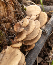 Mushroom Oyster Mushroom On A Log In The Forest In Autumn