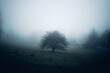 Kleiner Baum auf großer Wiese im dunklen Nebel