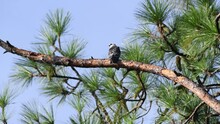 Mississippi Kite Calls For It's Parents While Perched On A Pine Tree Branch
