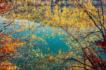 Wall Mural - Trees with colorful leaves around lake in autumn. Tree without leaves near lake. Lake Synevyr in Carpathian Mountains of Ukraine. Synevyr Poliana National Park in Zakarpattia Oblast. Ukraine, Europe