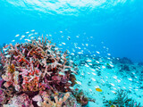 Fototapeta Fototapety do akwarium - 素晴らしいサンゴ礁の美しいデバスズメダイ（スズメダイ科）の群れ他。

日本国沖縄県島尻郡座間味村座間味島から渡し船で渡る嘉比島のビーチにて。
2022年11月24日水中撮影。
