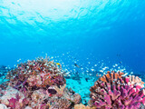 Fototapeta Do akwarium - 素晴らしいサンゴ礁の美しいデバスズメダイ（スズメダイ科）の群れ他。

日本国沖縄県島尻郡座間味村座間味島から渡し船で渡る嘉比島のビーチにて。
2022年11月24日水中撮影。
