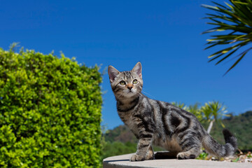 Cute gray young kitten playing on the outdoor fun