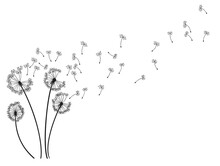 Dandelion Wind Blow Background. Black Silhouette With Flying Dandelion Buds On White. Abstract Flying Blow Dandelion Seeds. Decorative Graphics For Printing. Floral Scene Design