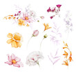 Set of wild flowers on a white background in watercolor style