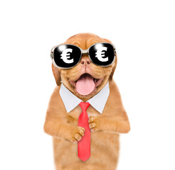 Poster - Funny dog wearing necktie and sunglasses with euro sign looks at camera. Isolated on white background