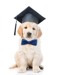 Poster - Smart Golden retriever puppy wearing tie bow and black graduation hat sits in front view and looks at camera. isolated on white background