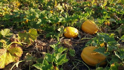 Wall Mural - Field with pumpkins among stems with green and dry leaves