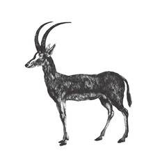 Blue Antelope (Hippotragus Leucophaeus). Doodle Sketch. Vintage Vector Illustration.