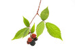 Blackberry fruit and foliage