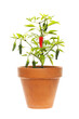 Chilli plant in a pot
