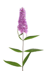 Wall Mural - Buddleja flowers and foliage