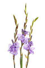 Wall Mural - Gladiolus against white