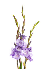 Wall Mural - Purple gladioli flowers
