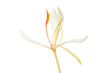 White ginger lily flower