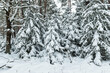 Zima w iglastym lesie. Młode niskie świerki mają ugięte gałęzie pod ciężarem grubej warstwy śniegu.