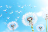 Fototapeta Dmuchawce - Nature flower dandelion sky plant