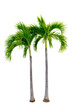 Large palm trees are used to decorate the garden isolate on transparent background PNG file