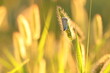 una farfalla comune blu su una spiga al tramonto