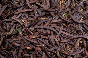 Sticker - ripe carob beans after the harvest in Spain