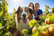Autumn adventure: a family and their dog exploring a pumpkin patch, surrounded by ripe pumpkins and autumn's magic
