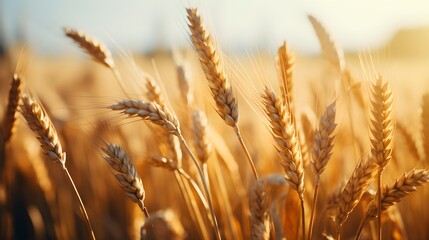 a close up of a field of wheat