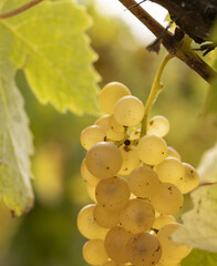 Poster - Gros plan de grappes de raisins blanc dans un vignoble