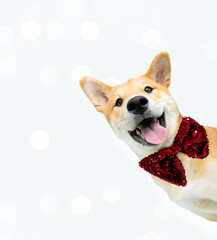 Wall Mural - Christmas or valentine's day concept. Portrait funny and happy shiba inu puppy dog peeking out from behind a blank. Isolated owhite background