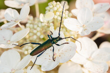 Aromia Moschata, Musk Beetle, By A Beautifully Colored Beetle, Siting On White Flower, View From Abowe
