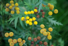Yellow Tansy Flowers, Tanacetum Vulgare, Common Tansy, Bitter Button, Cow Bitter, Or Golden Buttons In The Green Meadow