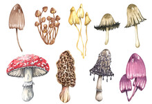 Watercolor Poisonous Mushrooms Set, Isolated On White Background. Autumn Forest Illustration