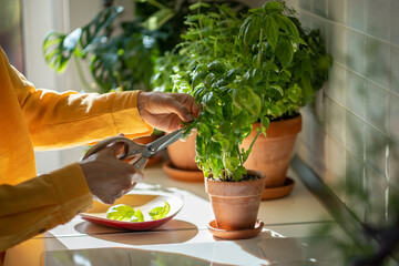 Woman cutting fresh leaves of home grown basil greens for cooking with scissors closeup. Harvest of aromatic herbs in terracotta pot in kitchen. Indoor herb gardening, healthy greenery food concept.