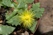 The threatened Stomatium suricatinum, native to the Western Cape in South Africa, displaying its beautiful flower