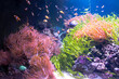 Aquarium with colorfull fishes, coral reef, seaweed